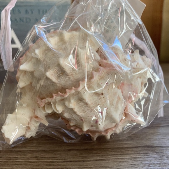 Seaport candle company handmade shell candle NWT - Picture 6 of 9